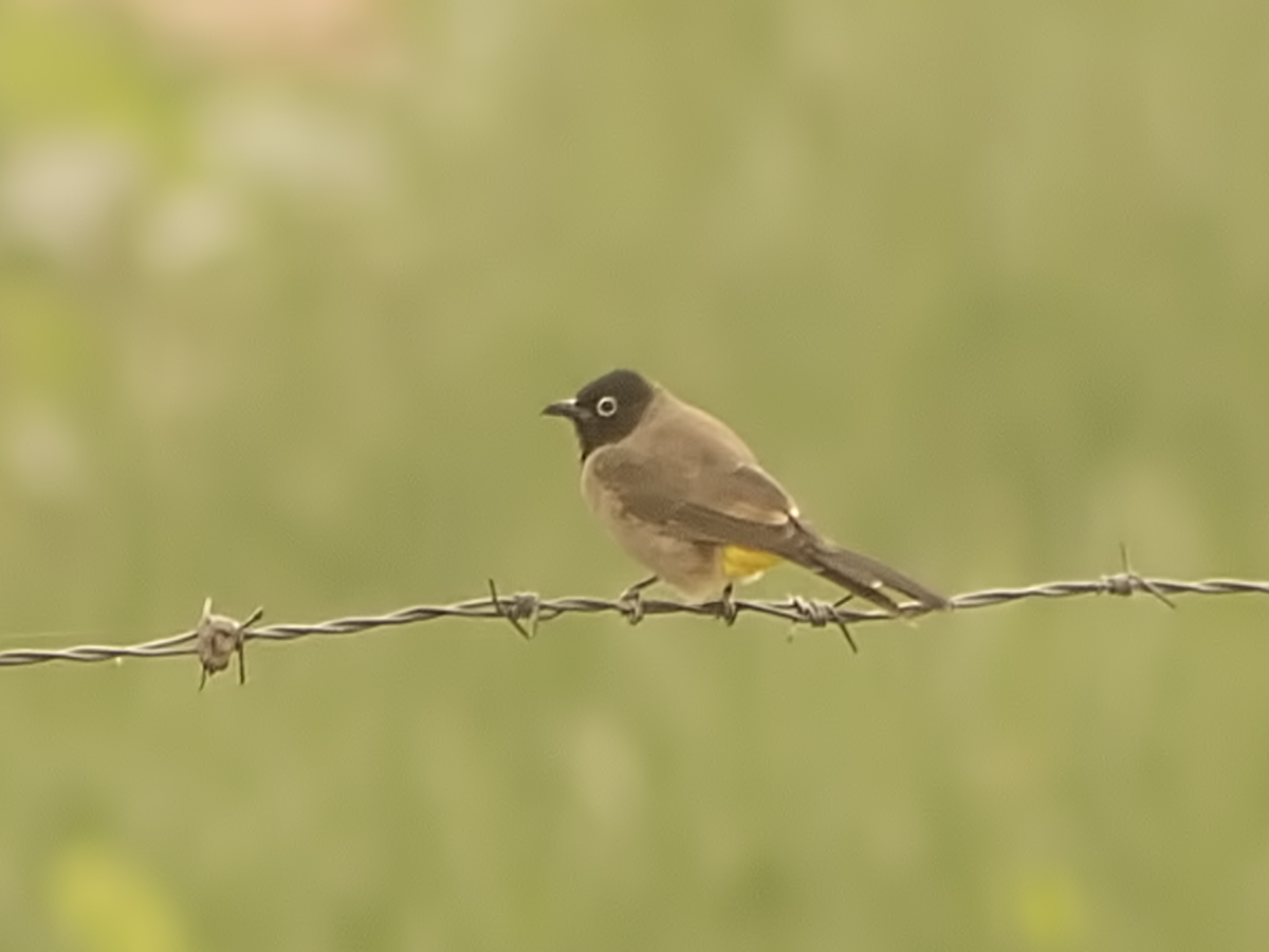 White-spectacled Bulbul
